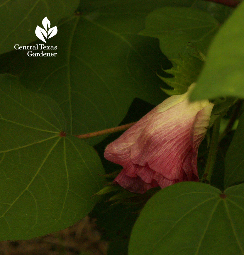 cotton flower bud austin texas