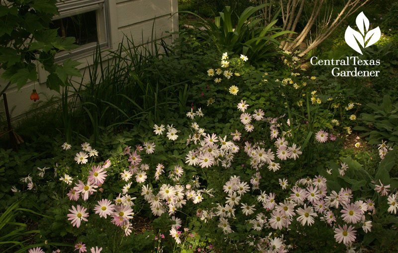 Country Girl and Butterpat mums in perennial bed austin texas 