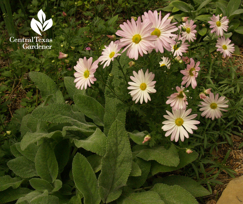 Country Girl mum with lamb's ear and snake herb Country Girl mum with lamb's ear and snake herb