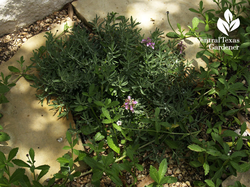 creeping germander no lawn sandstone path