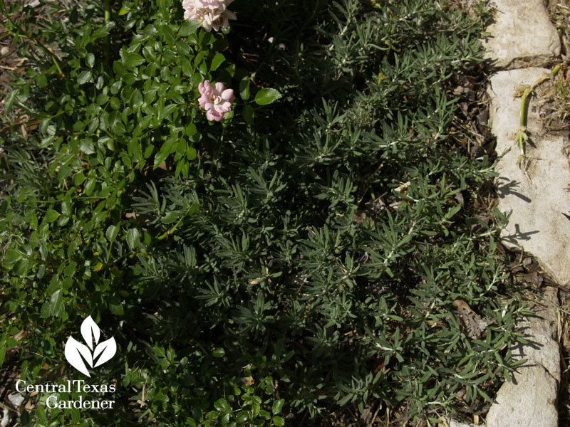 creeping germander under The Fairy rose creeping germander under The Fairy rose