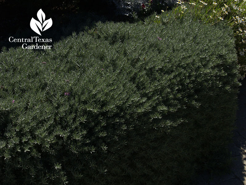 creeping germander at Shoal Creek Nursery Austin Texas