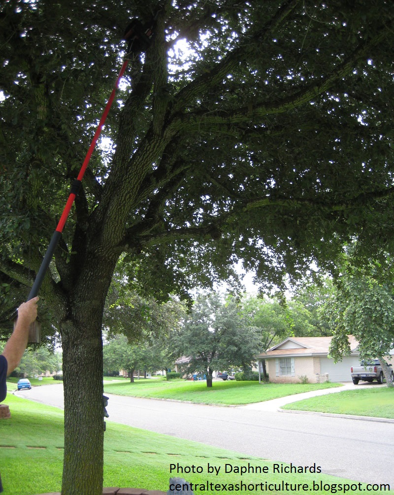 Pruning live oak trees Daphne Richards Central Texas Gardener 