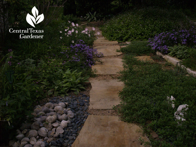 No lawn path with asters and mums