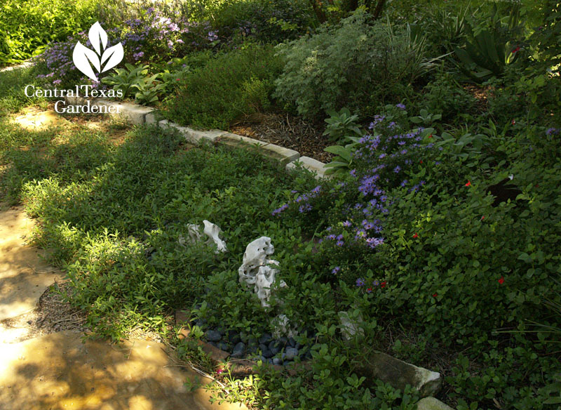 no lawn path with native frogfruit austin texas no lawn path with native frogfruit austin texas