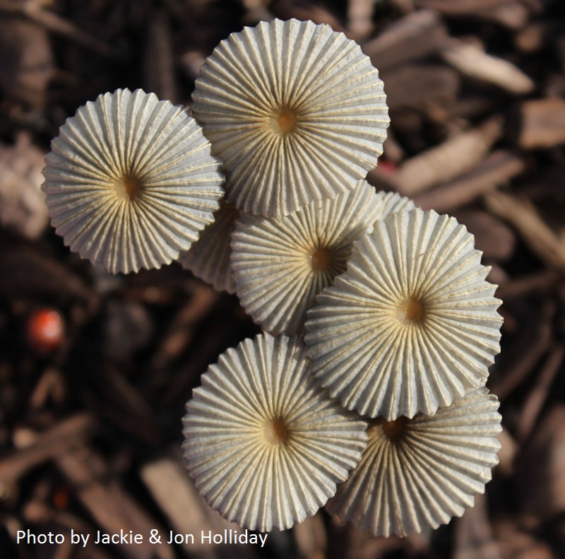 Garden mushrooms Holliday photo