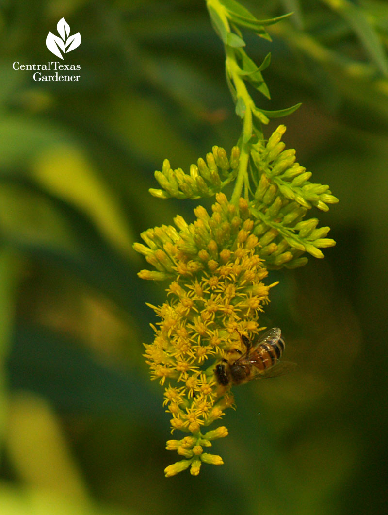 Bee on goldenrod Central Texas Gardener