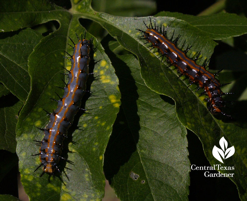 Gulf Fritillary caterpillars on passionvine Central Texas Gardener