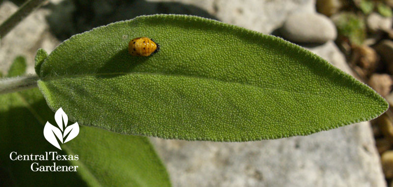 lady bug pupa on sage leaf Austin Texas lady bug pupa on sage leaf Austin Texas