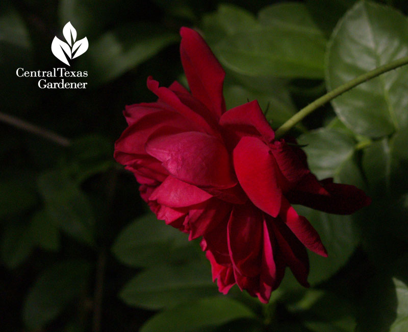 maggie rose austin texas garden