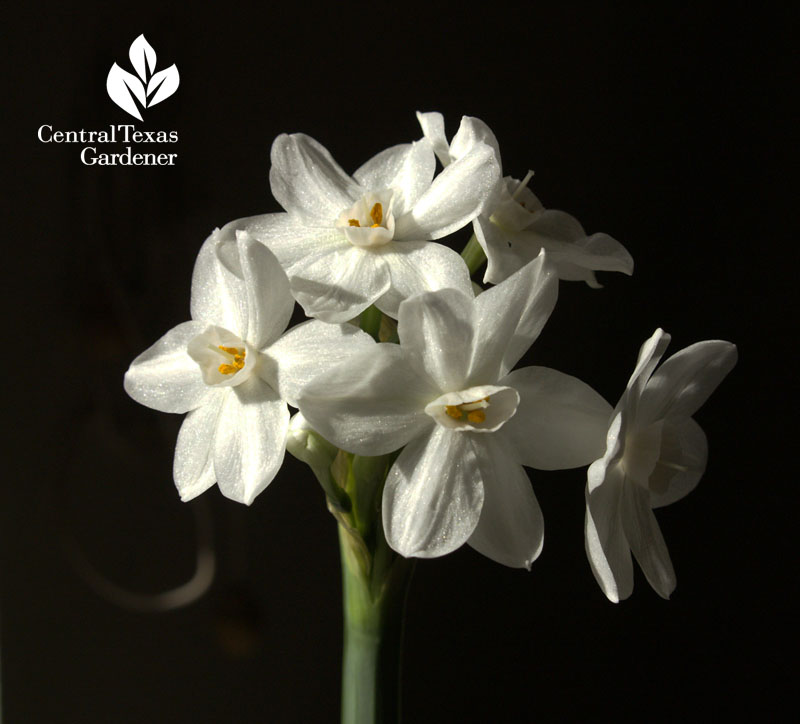 Forced indoor narcissus Forced indoor narcissus