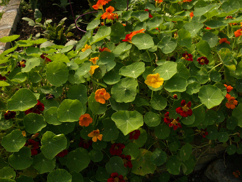 nasturtiums lucinda hutson garden 