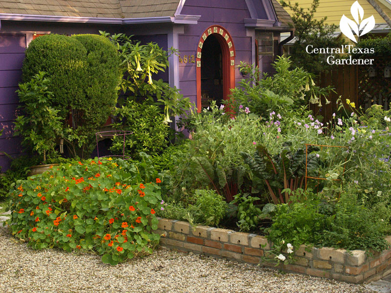 nasturtiums in raised bed at Lucinda Hutson's home