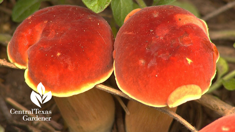 orange garden mushrooms austin garden 