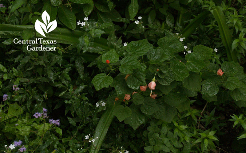 pink turks cap with plumbago scandens and blue mist flower pink turks cap with plumbago scandens and blue mist flower
