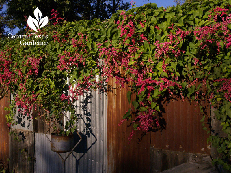 Queen's wreath on recycled rusty fence