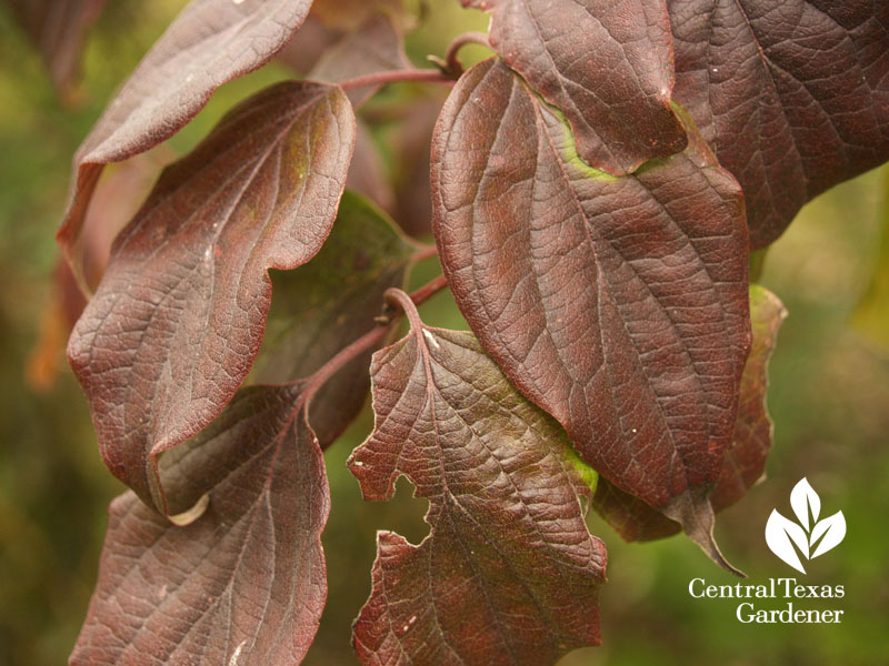 rusty blackhaw viburnum fall leaves austin texash