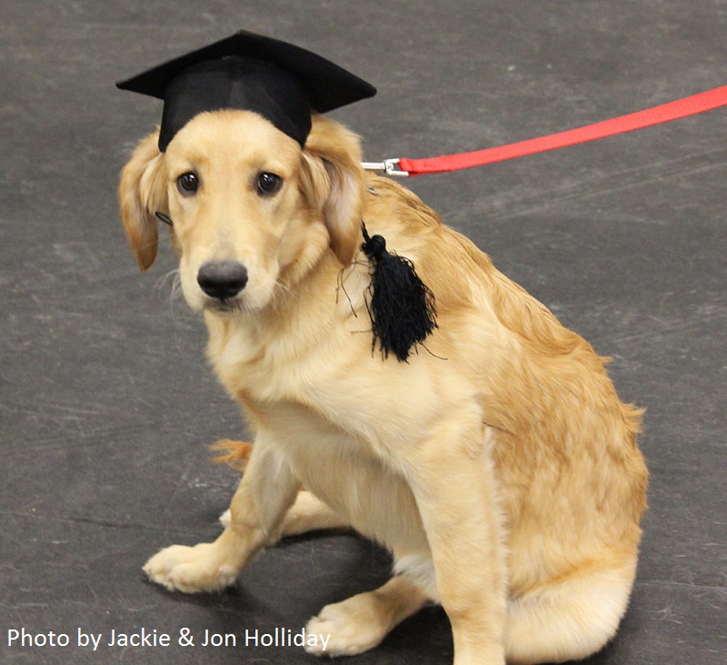 sophie golden retriever graduation day Holliday photo 