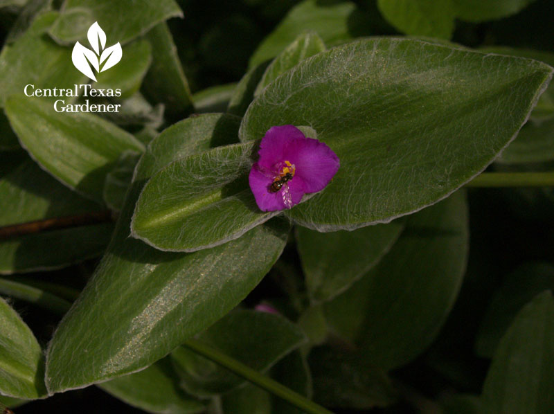 syrphid fly Cobweb spiderwort (Tradescantia sillamontana)