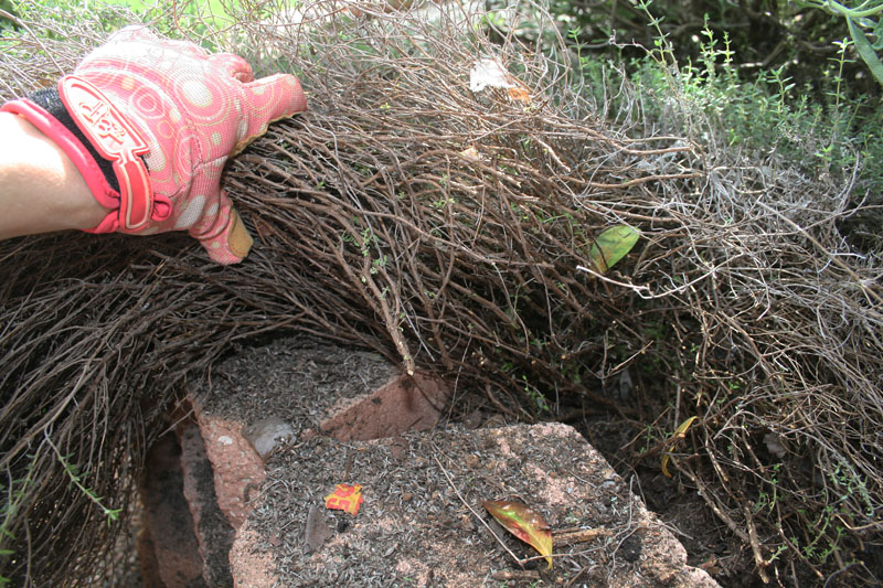 Cutting back woody thyme Daphne Richards