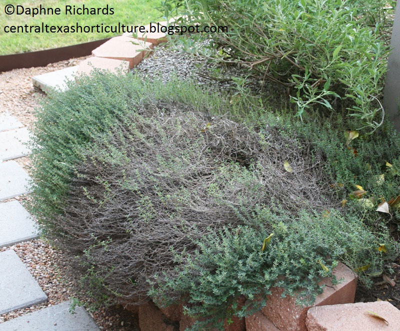 Woody thyme photo by Daphne Richards Woody thyme photo by Daphne Richards