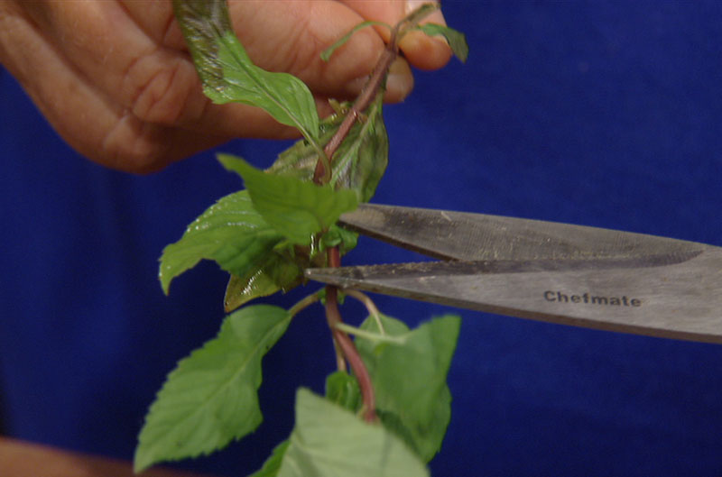 how to grow, propagate and dry mint central texas gardener 