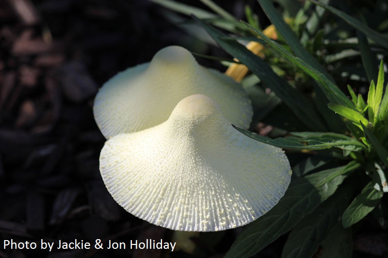 Garden mushrooms photo by Holliday family 