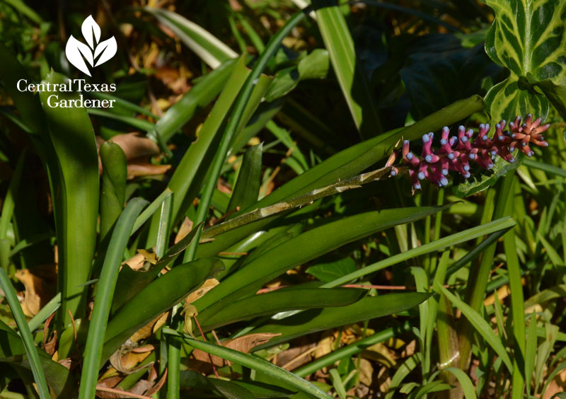 Matchstick bromeliad Aechmea gamosepala Central Texas Gardener 