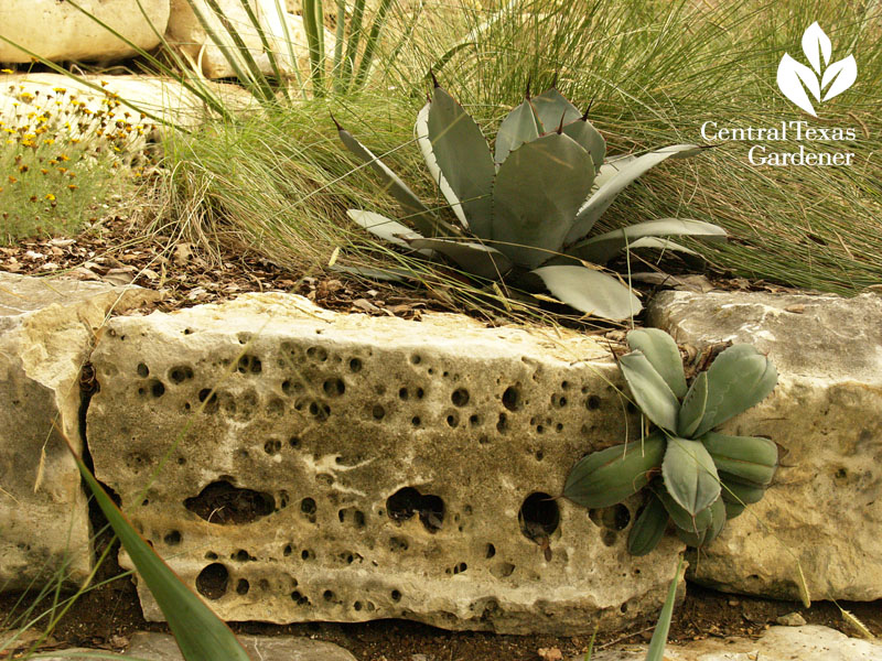 agaves in rocks Ten Eyck Austin garden