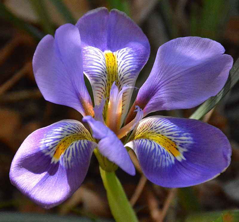 Algerian iris Austin Texas 