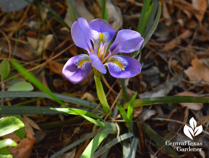 Algerian iris Austin garden Algerian iris Austin garden
