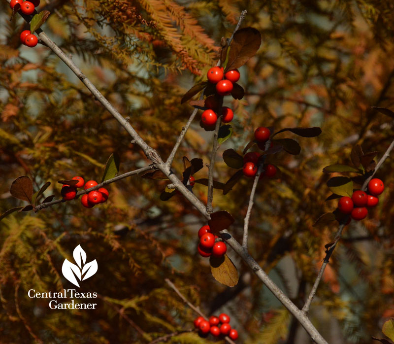 Possumhaw holly and Bald Cypress Christy Ten Eyck Austin Texas design