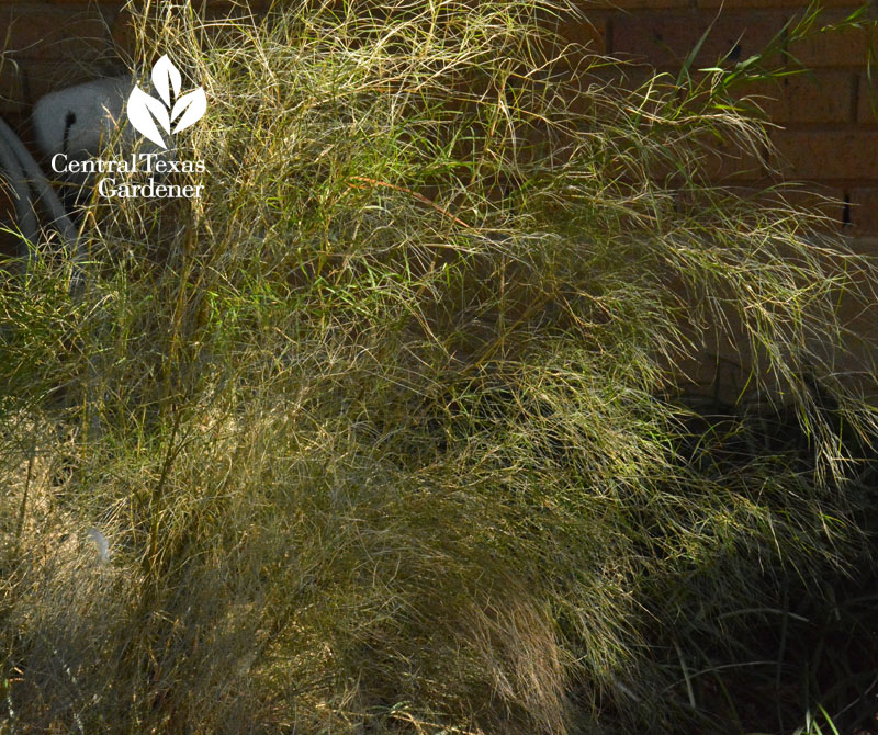 bamboo muhly frozen austin texas 