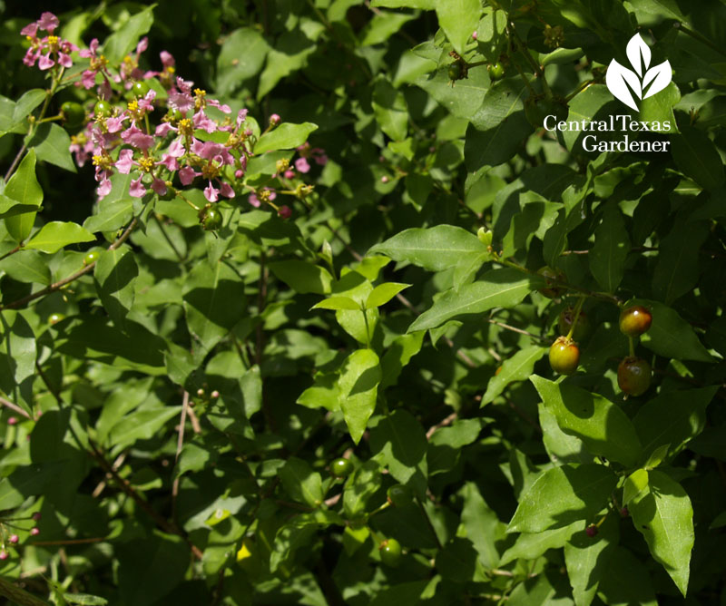 barbados cherry flowers, fruit austin texas 