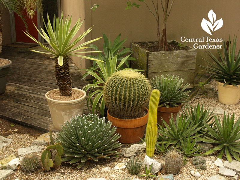 Agaves and cactus in containers Bob Barth garden 