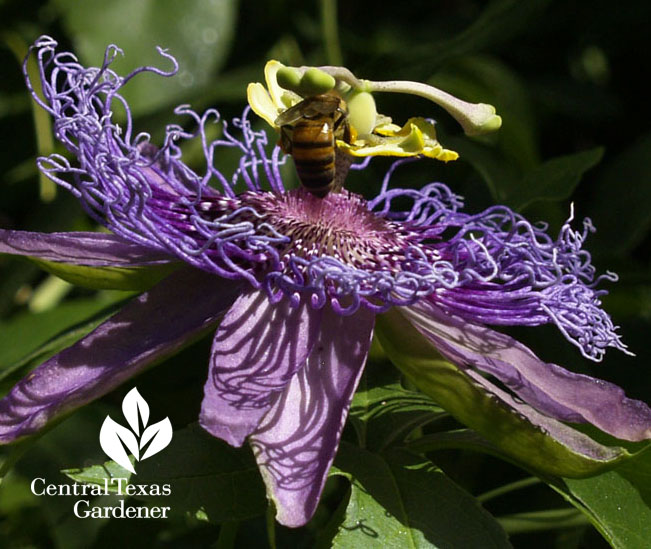 bee on passion vine austin texas