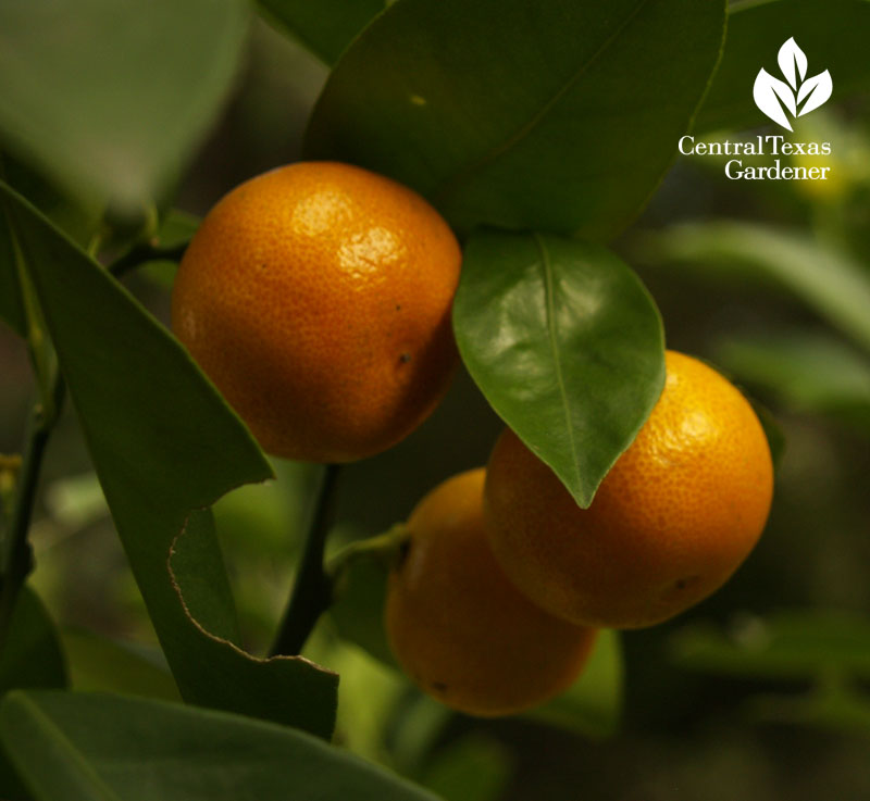 calamondin fruits austin texas barbados cherry freeze damage