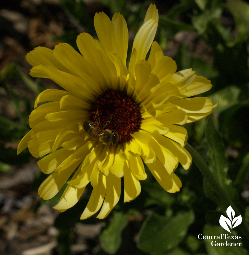 Bee on calendula Austin Texas