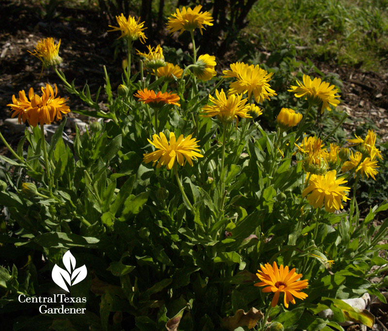 calendula Texas AgriLife Extension