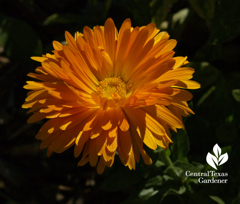 calendula Texas Agrilife Extension 