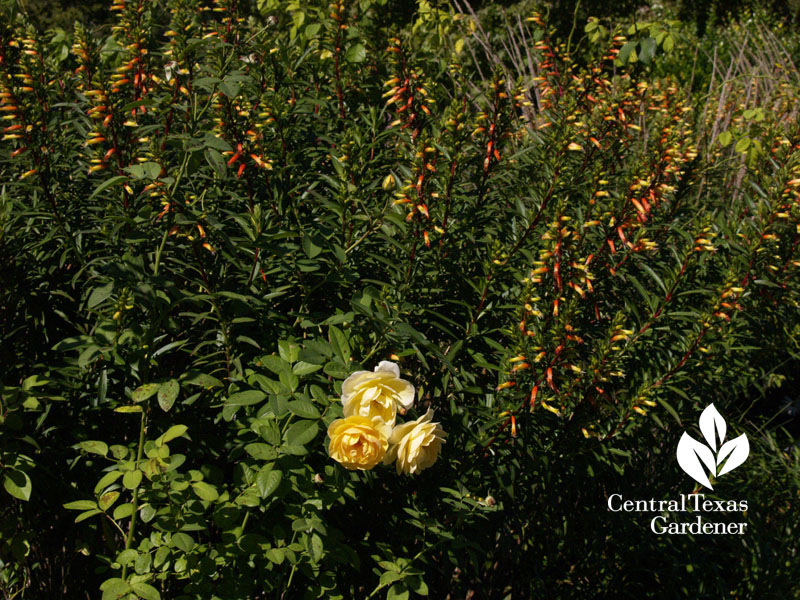 cuphea micropetala and graham thomas rose antique rose emporium 