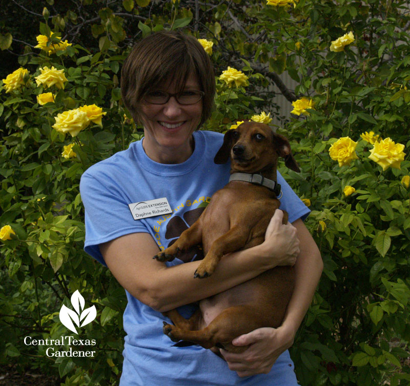 daphne richards, augie doggie, and grandma's yellow rose austin texas