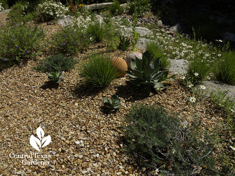 dry creek drought plants Jenny Stocker garden CTG 