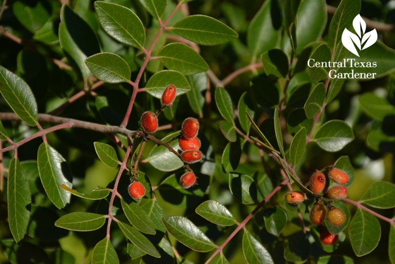 evergreen sumac fruit austin texas