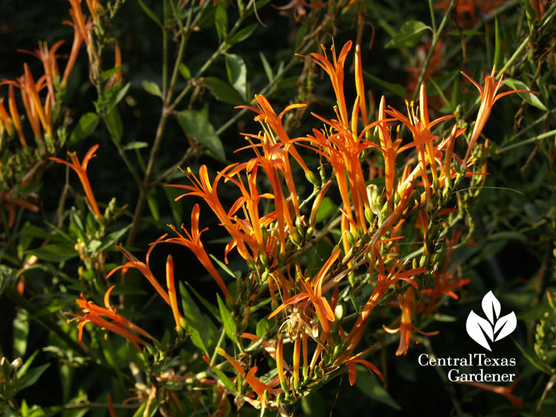 flame acanthus for bees and hummingbirds austin texas