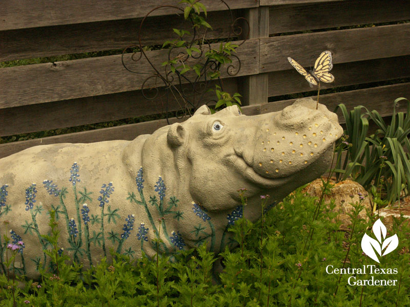 Hutto hippo Donna and Mike Fowler garden Central Texas Gardener Hutto hippo Donna and Mike Fowler garden Central Texas Gardener