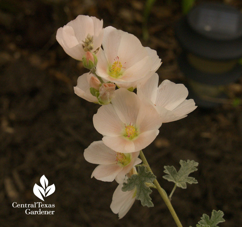 globe mallow for bees austin, texas globe mallow for bees austin, texas