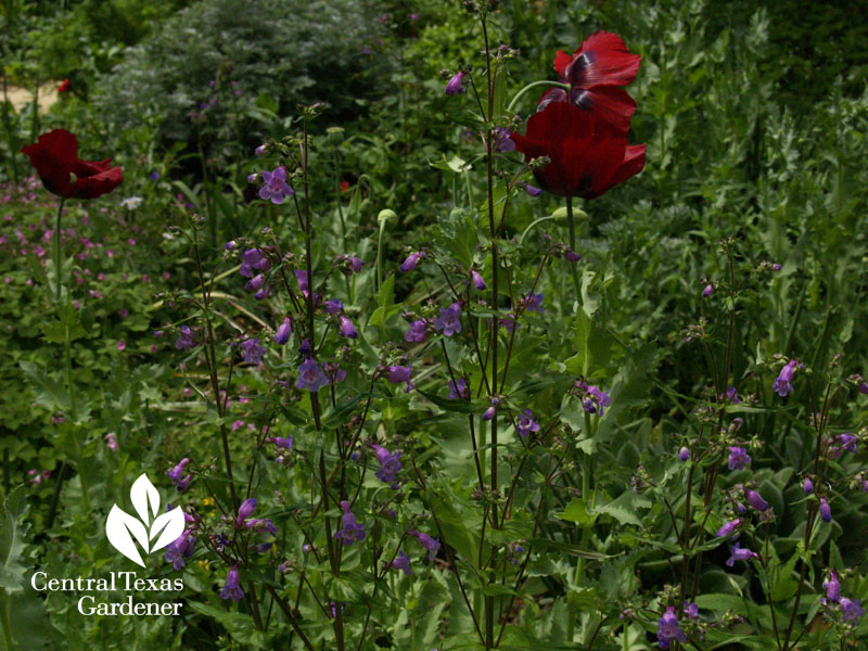 gulf penstemon and poppies austin texas 