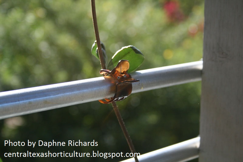 hair clips to tie up vines Daphne Richards Central Texas Gardener 