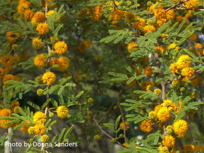 huisache flowers by donna sanders